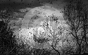 Birds on tree branches