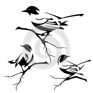 Birds on tree branches black vector set