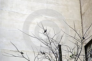 Birds on tree branches