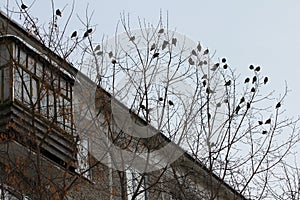 Birds on a tree