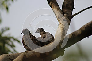 Birds on tree photo