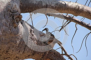 Birds in the tree at ruaha national park