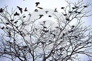 Birds on a tree