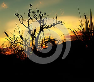 Birds On A Tree With Sky Background 4