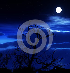 Birds On A Tree With Sky Background