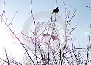 Birds on a tree. Three small and cute birds are sitting on the branches of a tree and eating Apple berries.