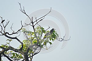 Birds on tree top