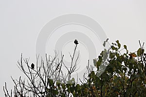 Birds on tree top