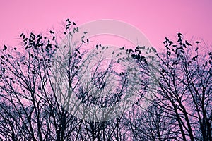 Birds and trees