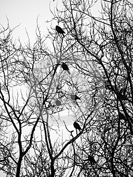 Birds and trees