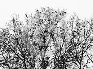 Birds and trees