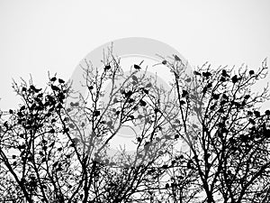 Birds and trees