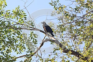 Birds and trees animal crow nature