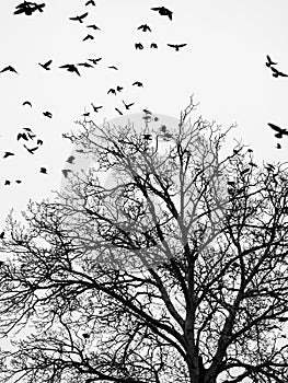 Birds and trees