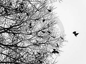 Observación de aves 