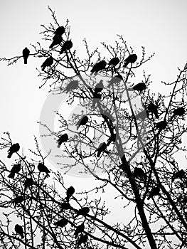 Birds and trees
