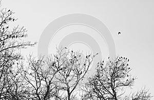 Birds and trees