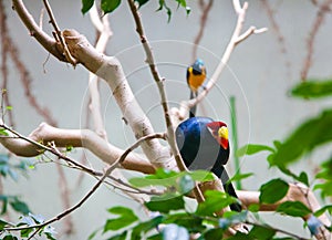 Birds tropics. Ueno zoo Tokyo Japan photo