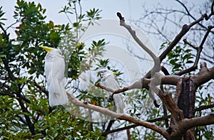 Birds tropics,white parrots. Ueno zoo Tokyo Japan