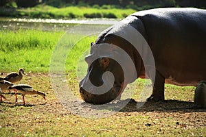 Birds trying to pinch the Hippo's food