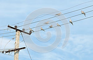 Birds - turtledove on electric wires