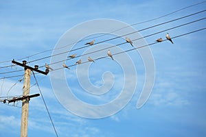 Birds - turtledove on electric wires