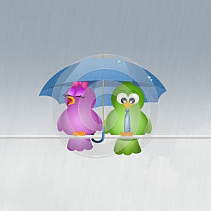Birds with umbrella in the rain