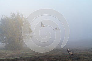 Birds under fog