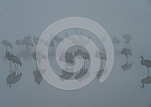 Birds under fog