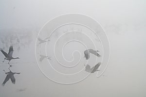 Birds under fog