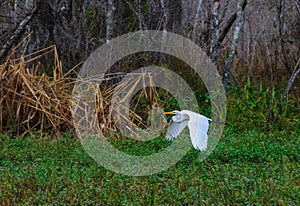 A great white bird egret flies over marsh vegetation in Louisiana