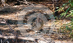 Birds USA. Greater Roadrunner Geococcyx californianus in Texas.