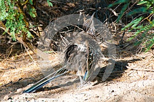 Birds USA. Greater Roadrunner Geococcyx californianus in Texas.