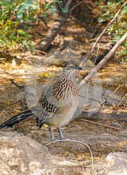 Birds USA. Greater Roadrunner Geococcyx californianus in Texas.