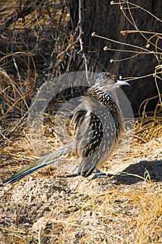 Birds USA. Greater Roadrunner Geococcyx californianus in Texas.