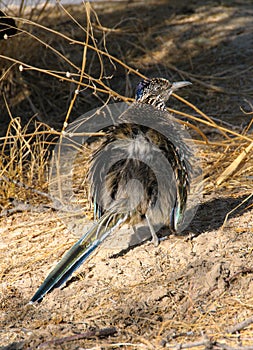 Birds USA. Greater Roadrunner Geococcyx californianus in Texas.