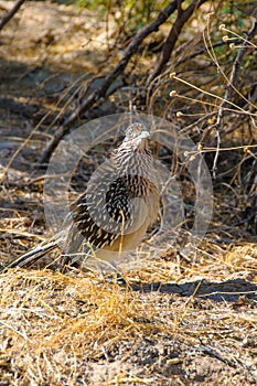 Birds USA. Greater Roadrunner Geococcyx californianus in Texas.