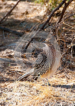 Birds USA. Greater Roadrunner Geococcyx californianus in Texas.