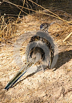 Birds USA. Greater Roadrunner Geococcyx californianus in Texas. photo