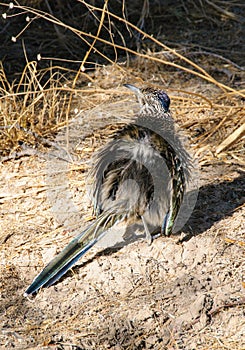 Birds USA. Greater Roadrunner Geococcyx californianus in Texas. photo