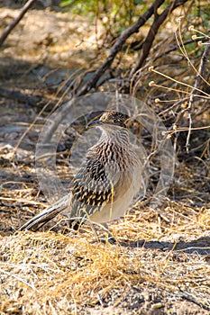 Birds USA. Greater Roadrunner Geococcyx californianus in Texas. photo