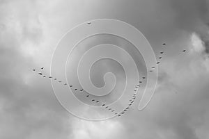 Birds in V formation.