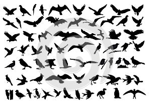 Birds vector