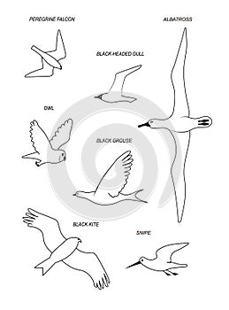 Birds. Vector black drawing line silhouette image set.