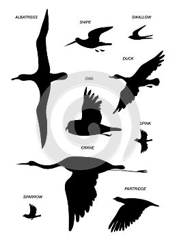 Birds. Vector outline drawing silhouette image set.