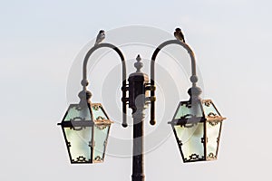 Birds on vintage lamp post