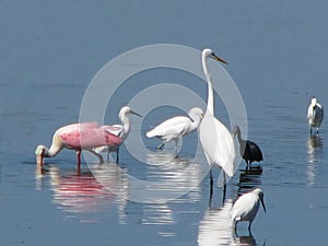 Birds wading in the water