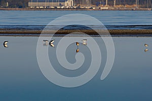 birds walking on water