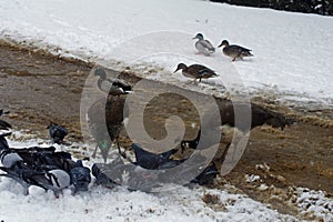 Winter landscape with birds photo