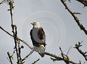 BIRDS- Washington- Close Up of a Wild American Bald Eagle Perched on a Bare Branch